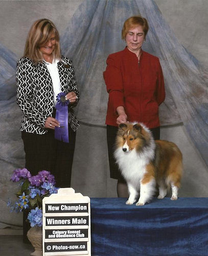 royal canin rottweiler junior 20kg